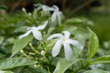Group of wild white flowers among the leaves in nature close up