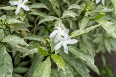 Group of wild white flowers among the leaves in nature close up