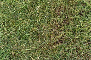 Green grass background in the middle of nature close up