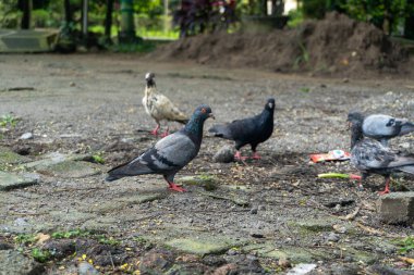 Wild pigeons animal congregate in residential areas