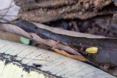 Red weaver ants swarm on plant leaves close up