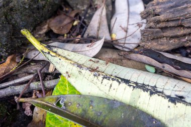 Red weaver ants swarm on plant leaves close up