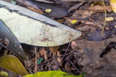 Red weaver ants swarm on plant leaves close up