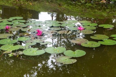 Lotus flower plants floating on pond water in city park landscape
