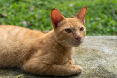 Golden brown orange cat sitting on a park close up