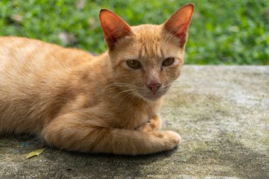 Golden brown orange cat sitting on a park close up
