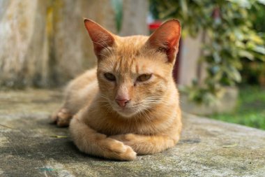 Golden brown orange cat sitting on a park close up