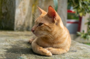 Golden brown orange cat sitting on a park close up