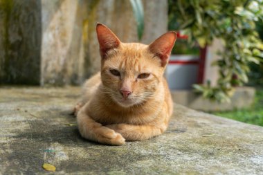 Golden brown orange cat sitting on a park close up