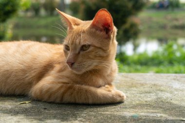 Golden brown orange cat sitting on a park close up