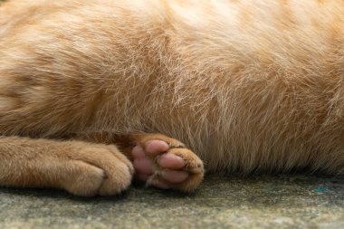 Golden brown orange cat sitting on a park close up