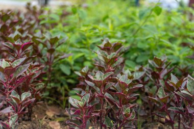 Colorful red and green wild flower leaves plants in the park close up