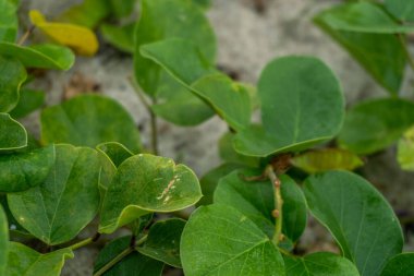 Green wild flower bushes on the beach sand landscape