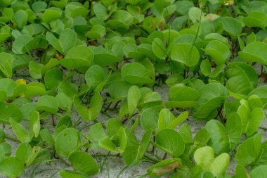 Green wild flower bushes on the beach sand landscape