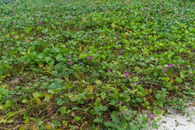 Green wild flower bushes on the beach sand landscape