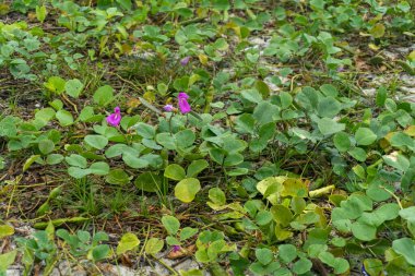 Green wild flower bushes on the beach sand landscape