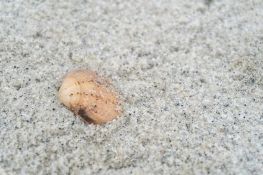 oyster shells on the seafront white sandy beach in the middle of nature landscape