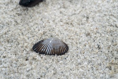 oyster shells on the seafront white sandy beach in the middle of nature landscape