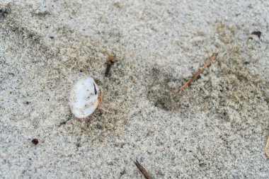 oyster shells on the seafront white sandy beach in the middle of nature landscape