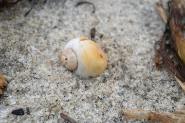 snail shell on the seafront white sandy beach in the middle of nature landscape