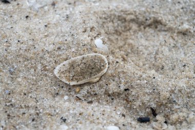 seafront white sandy beach in the middle of nature close up