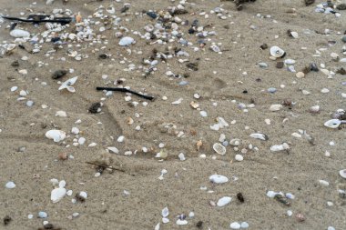 empty shells on the white sandy beach in the middle of nature landscape
