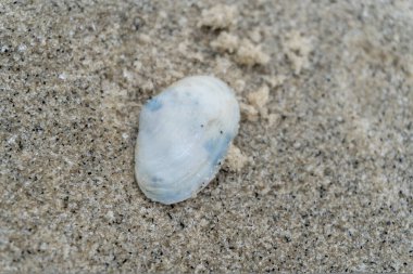empty shells on the white sandy beach in the middle of nature landscape