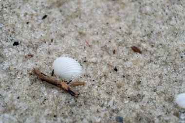 empty shells on the white sandy beach in the middle of nature landscape