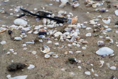 empty shells on the white sandy beach in the middle of nature landscape