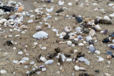 empty shells on the white sandy beach in the middle of nature landscape