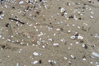 empty shells on the white sandy beach in the middle of nature landscape