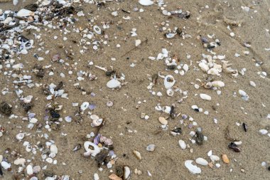 empty shells on the white sandy beach in the middle of nature landscape