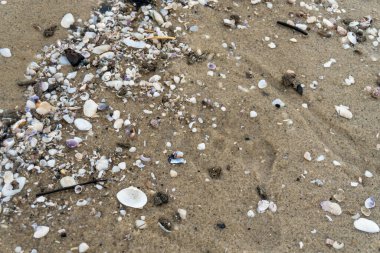 empty shells on the white sandy beach in the middle of nature landscape