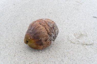 old coconuts on the edge of a white sandy beach in the middle of nature landscape