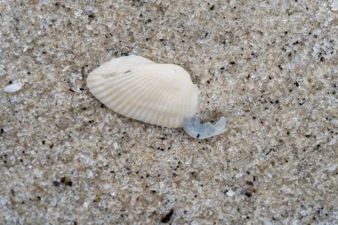 shells on the white sandy beach in the middle of nature landscape