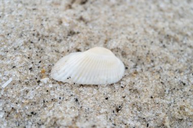 shells on the white sandy beach in the middle of nature landscape