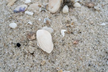 shells on the white sandy beach in the middle of nature landscape