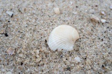 shells on the white sandy beach in the middle of nature landscape