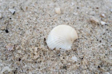 shells on the white sandy beach in the middle of nature landscape