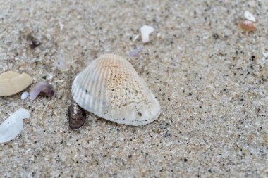 shells on the white sandy beach in the middle of nature landscape