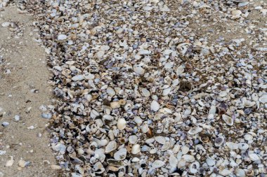 shells on the white sandy beach in the middle of nature landscape
