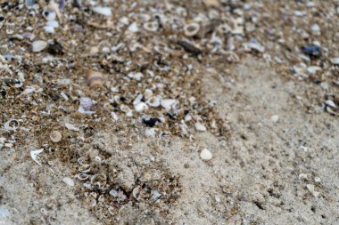 shells on the white sandy beach in the middle of nature landscape