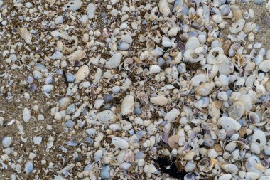 shells on the white sandy beach in the middle of nature landscape