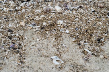 shells on the white sandy beach in the middle of nature landscape