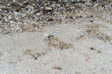 shells on the white sandy beach in the middle of nature landscape