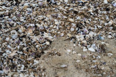 shells on the white sandy beach in the middle of nature landscape