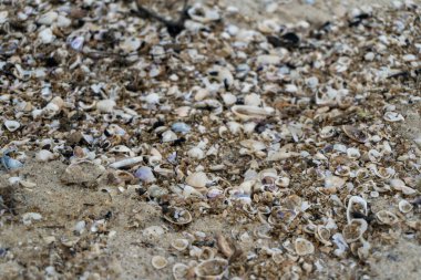 shells on the white sandy beach in the middle of nature landscape