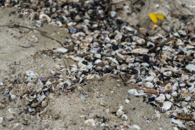 shells on the white sandy beach in the middle of nature landscape