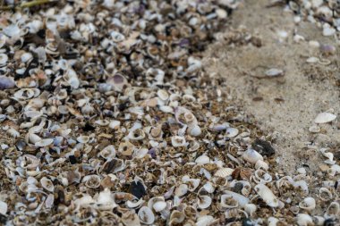 shells on the white sandy beach in the middle of nature landscape