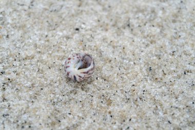 snail shell on the white sandy beach in the middle of nature landscape